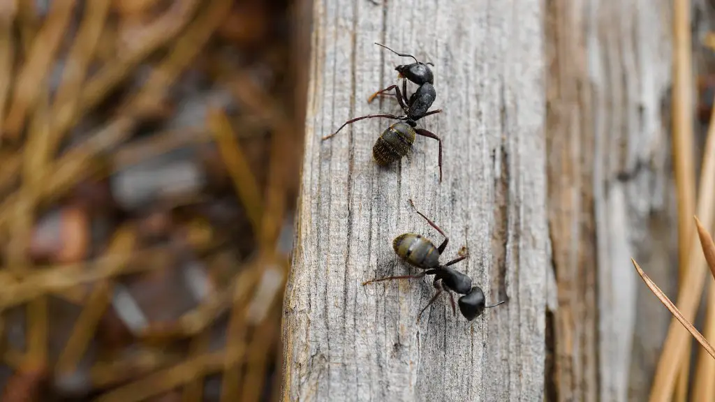 Why do flies fly in a circle?