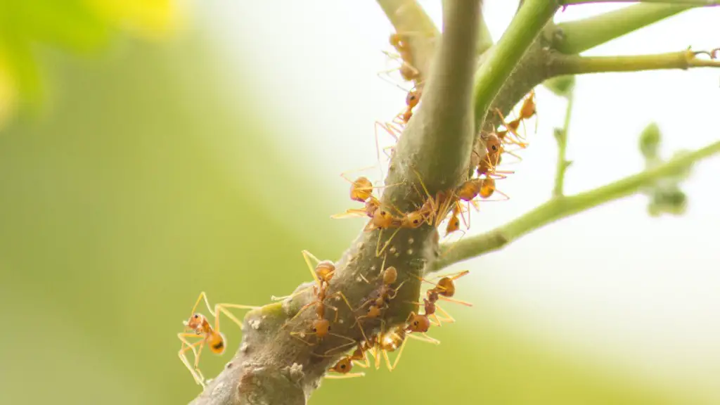 How Do You Get Rid Of Ants In Your Car