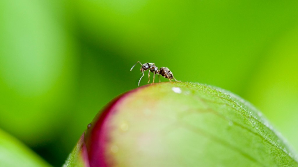 Waarom zijn mieren zo sterk