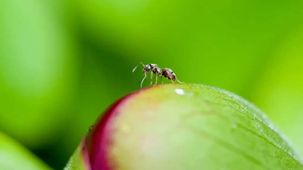 Can Bleach Get Rid Of Ants