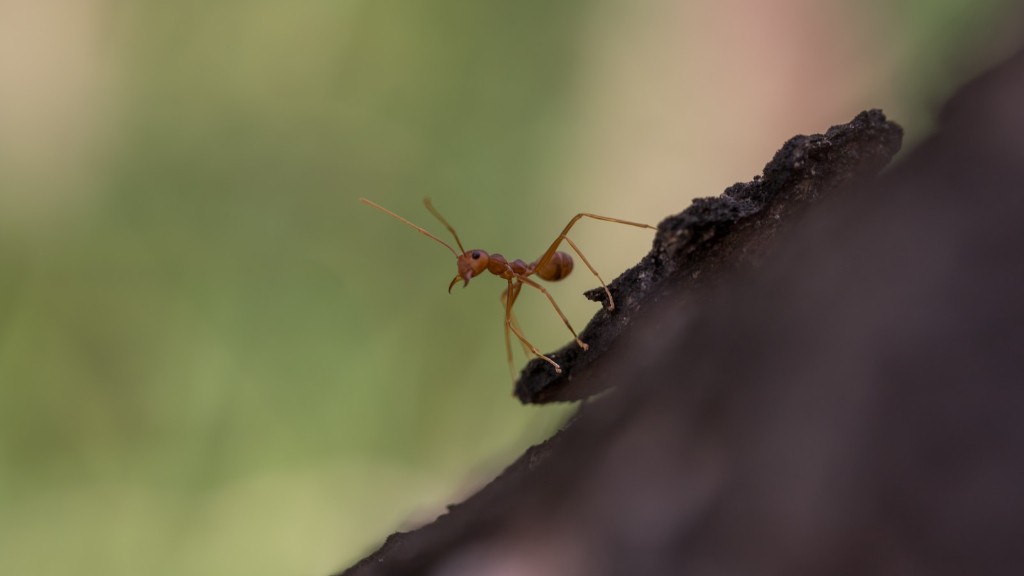 Does Dish Soap Kill Ants