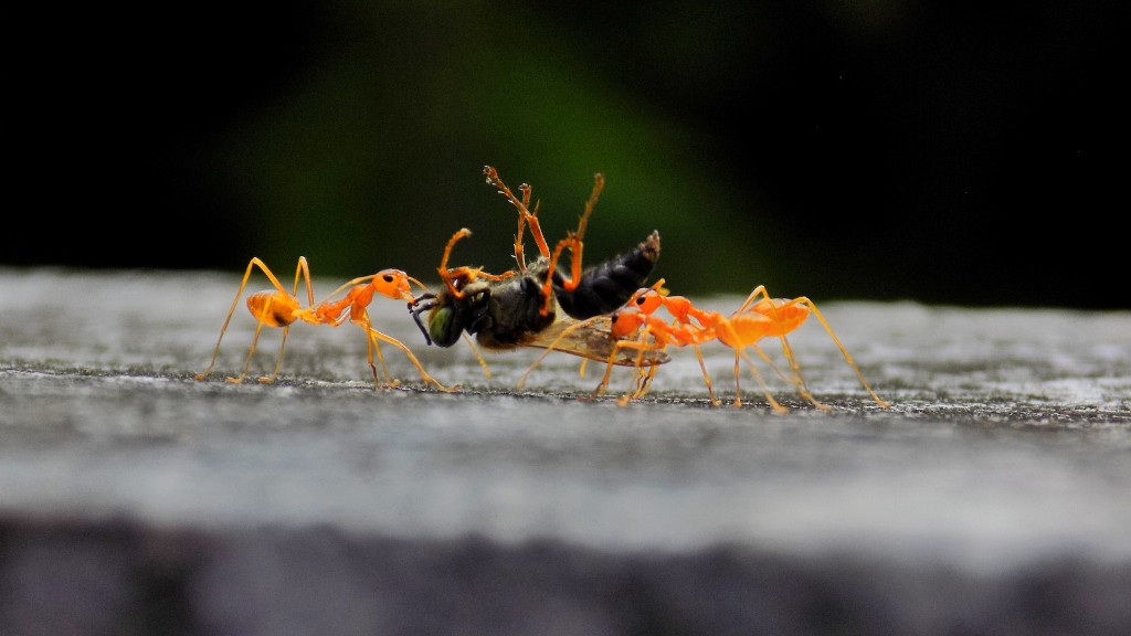 How Do Ants Defend Themselves