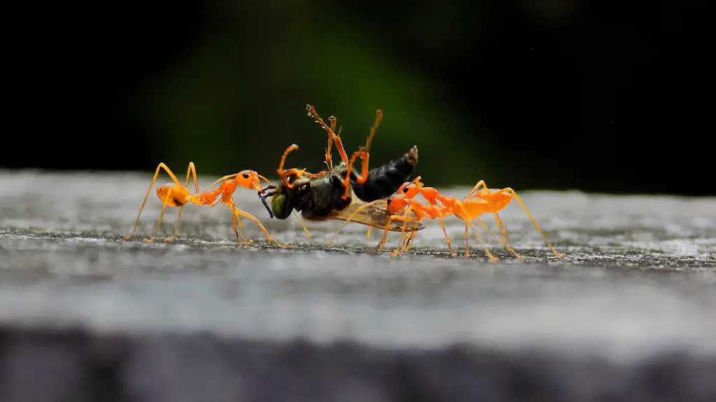 How To Rid Of Ants In Garden