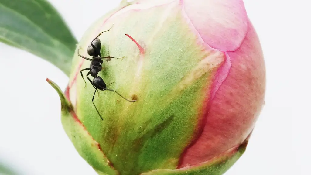 A Million Ants