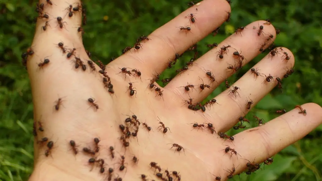 Hvordan bli kvitt maur i utleggere