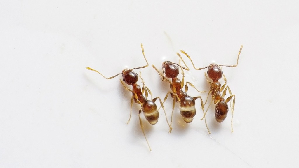 Скільки років мурашкам