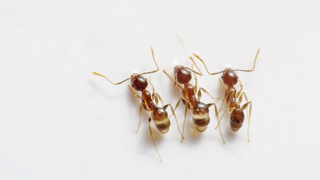 What Are Ants Favorite Food