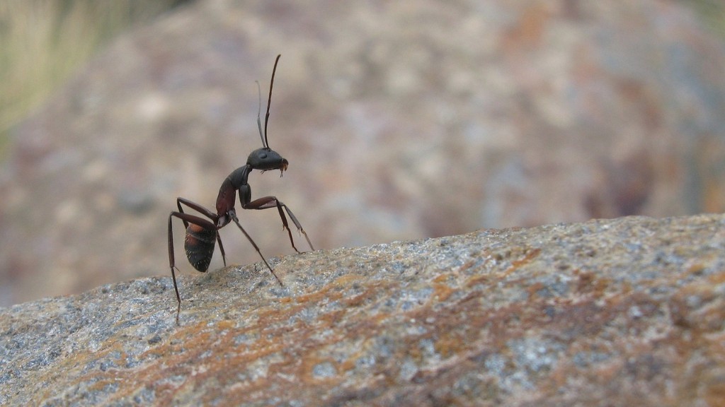 Quel âge ont les fourmis