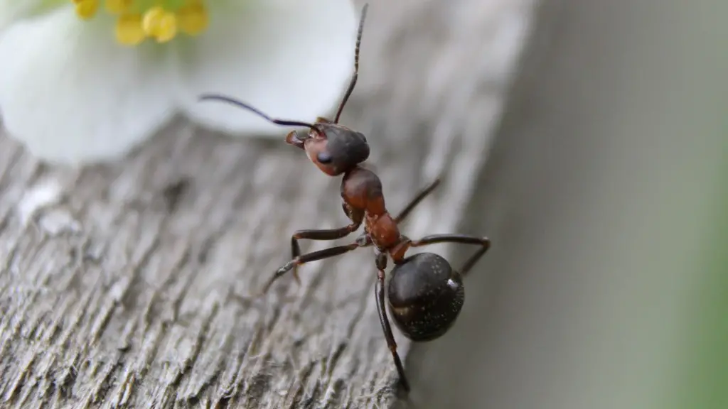 Can ants feel pain?