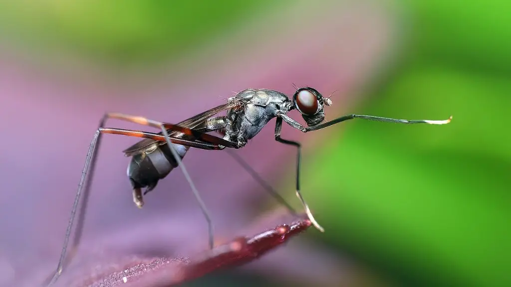 Does Dish Soap Kill Ants