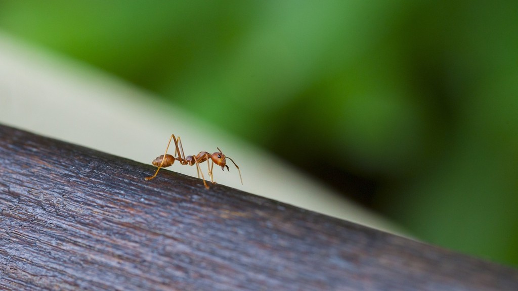 Voivatko muurahaiset tuntea kipua?