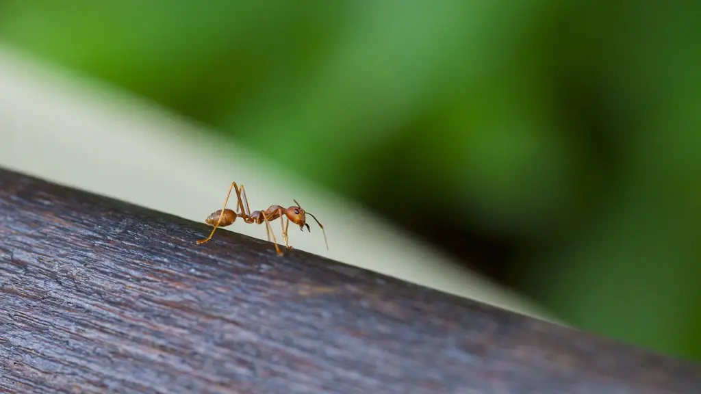 Do Black Ants Have Wings