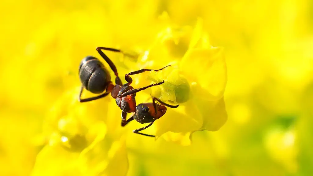 Are velvet ants dangerous?