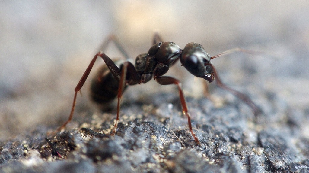 Why Are There So Many Ants In My Room