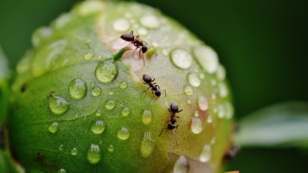 As formigas odeiam pimenta caiena