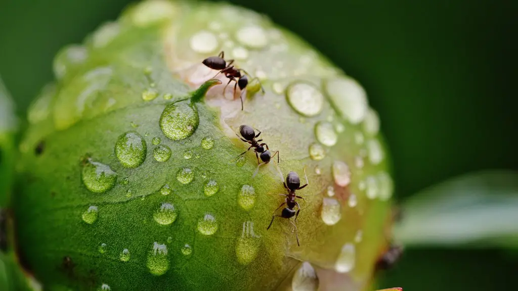 Will White Vinegar Kill Ants