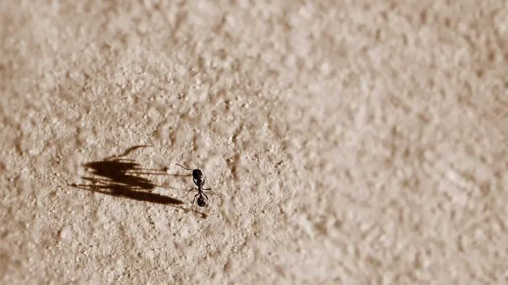 Quand les fourmis sont-elles apparues pour la première fois