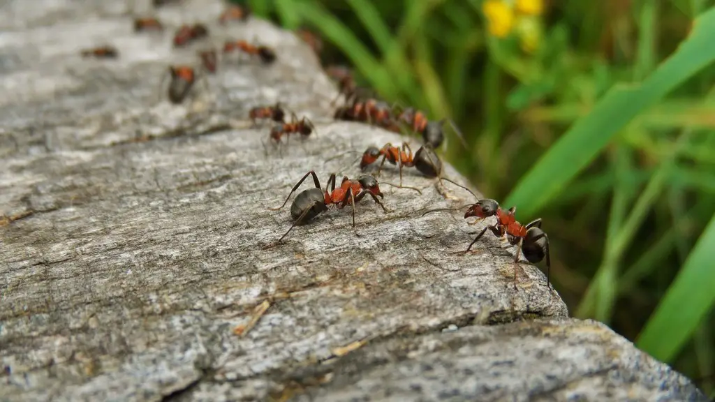 What do ants not like?