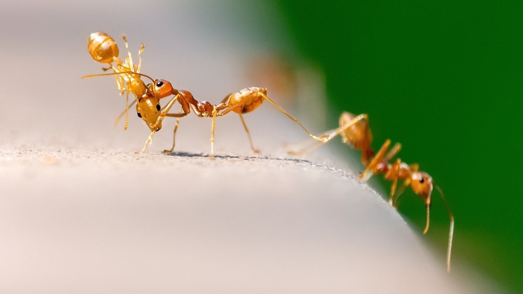 What Kills Ants Fast