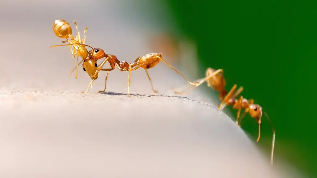 How to get rid of grasshoppers on roses?