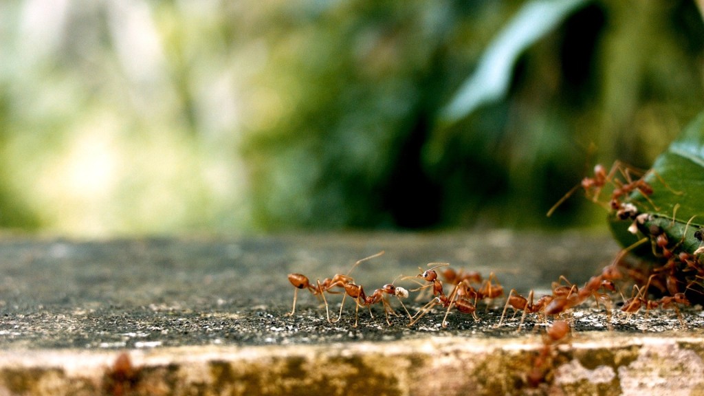 Jak mrówki idą do łazienki