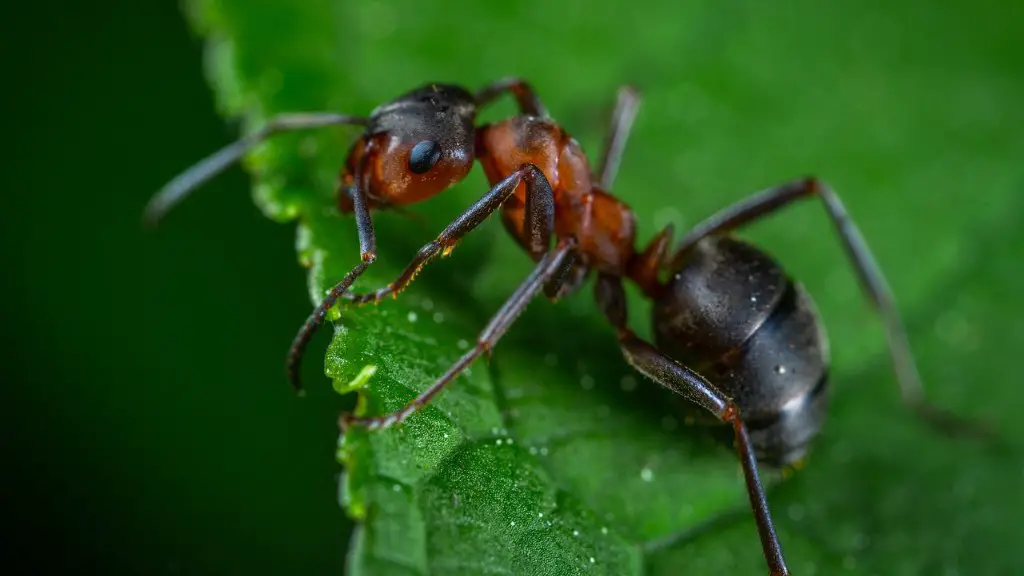 Are Ants Attracted To Cinnamon