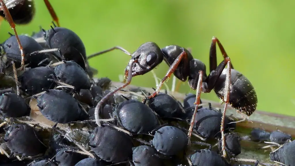 What Gets Rid Of Ants In The House