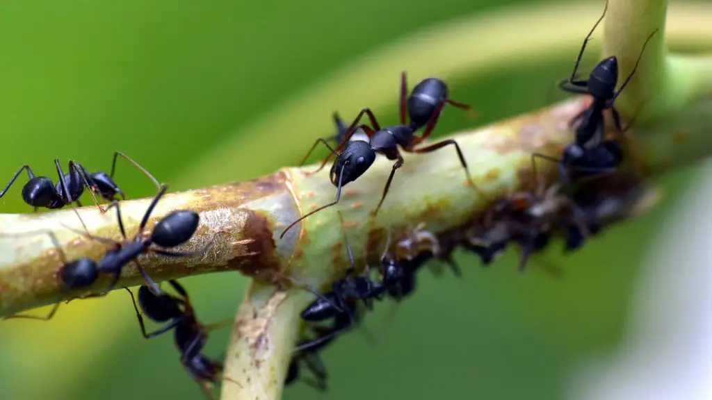 Does Little Black Ants Bite