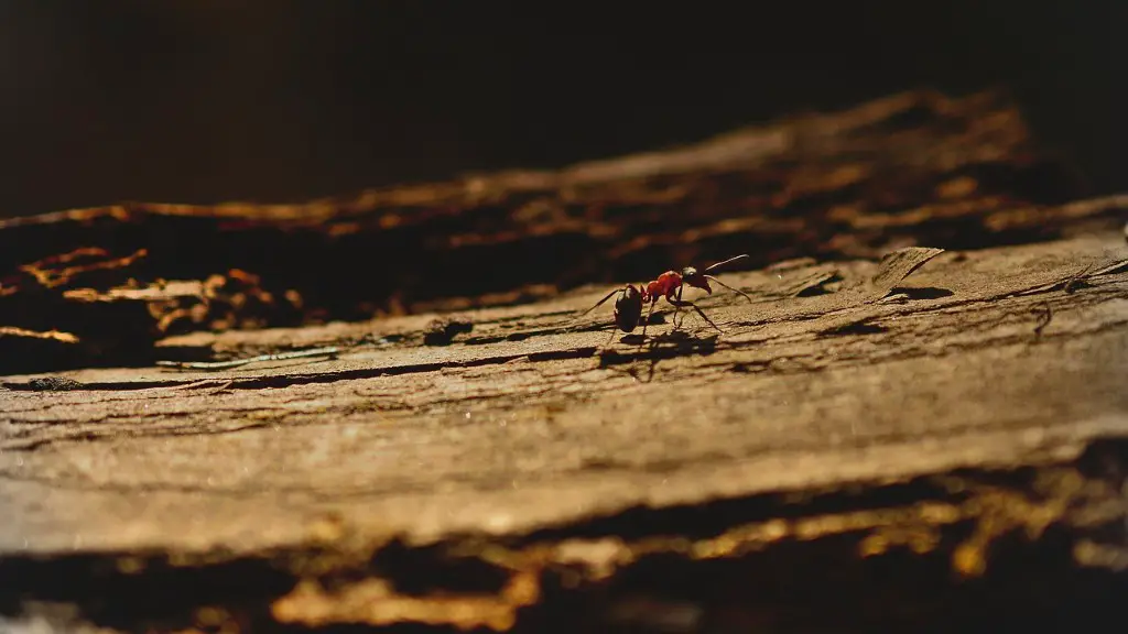 Can Female Ants Fly