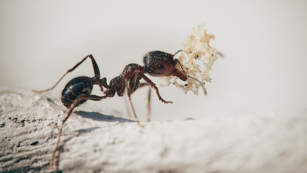 Hvornår dukkede myrer op for første gang