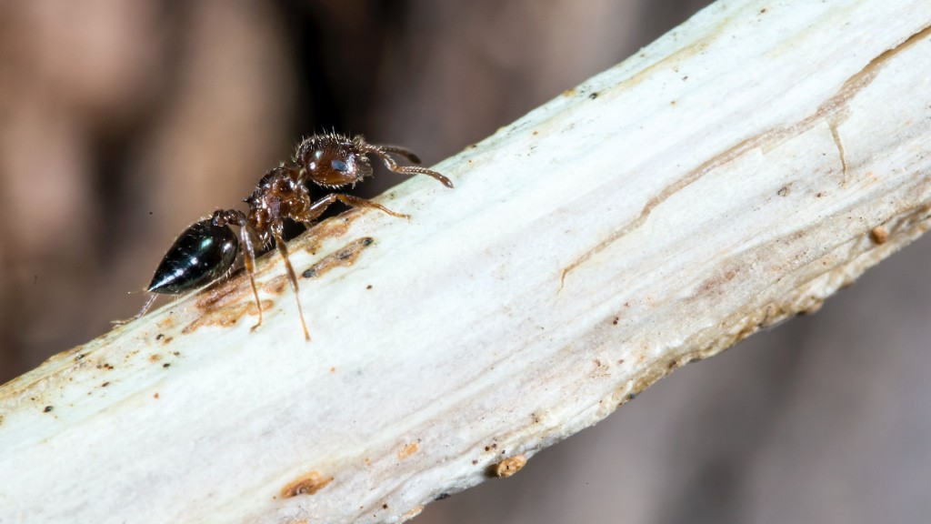 Como se livrar permanentemente das formigas nas paredes