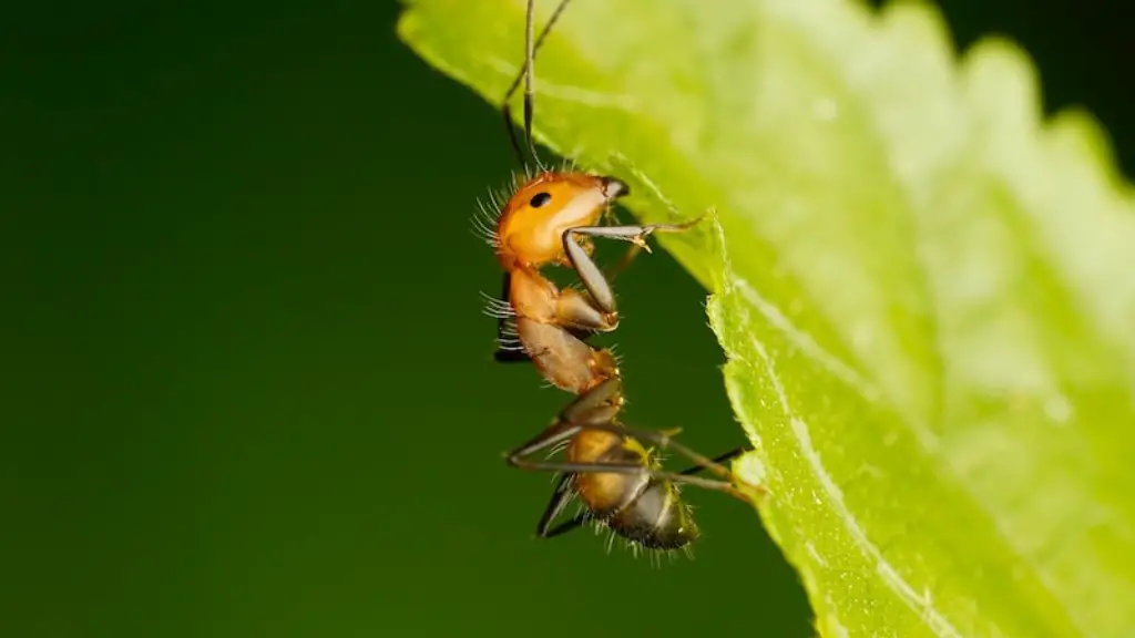 How To Get Rid Of Ants In Kitchen Sink Drain