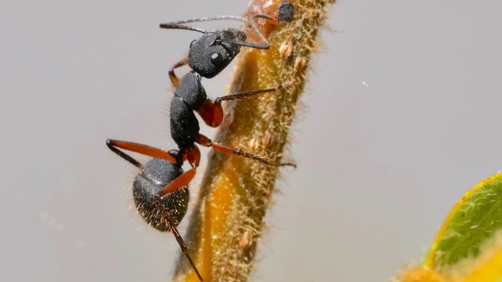 Do Carpenter Ants Bite You