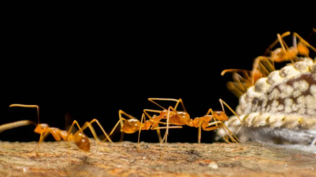 How To Get Rid Of Ants In Microwave