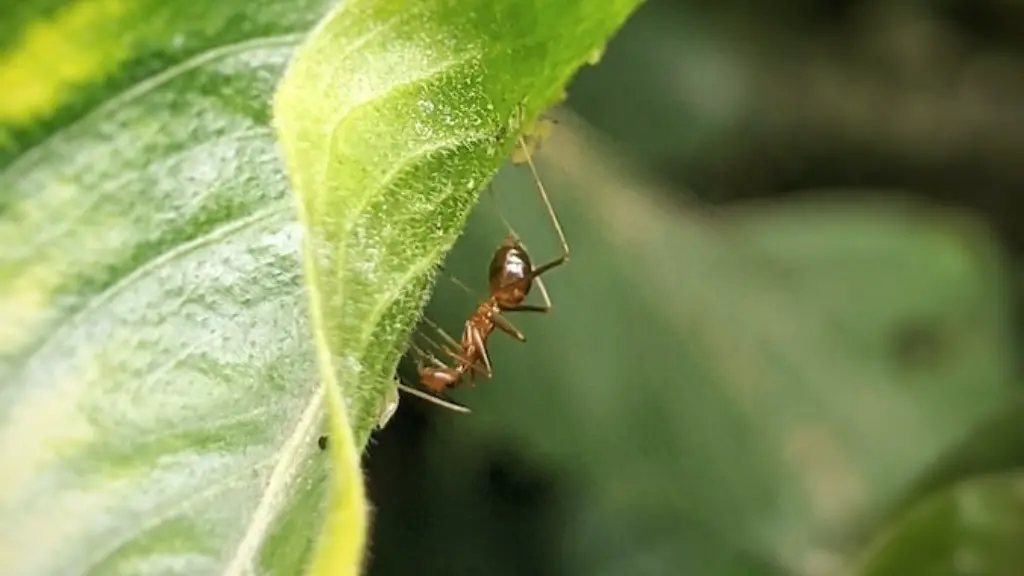 How much do ants weigh?