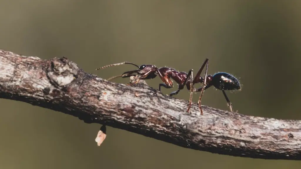 How to get rid of big black ants?