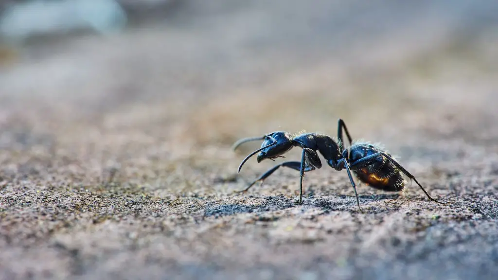 What does ants look like up close?