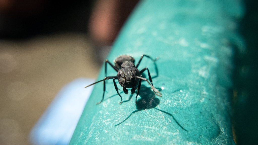 Does Terro Ant Killer Kill Carpenter Ants