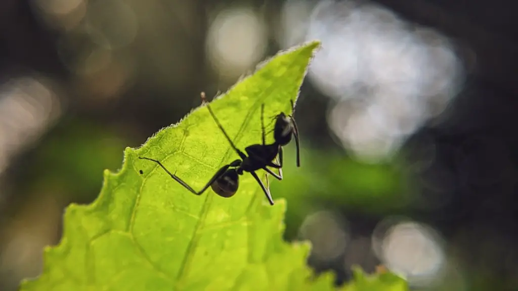 Do Ants Like Bananas