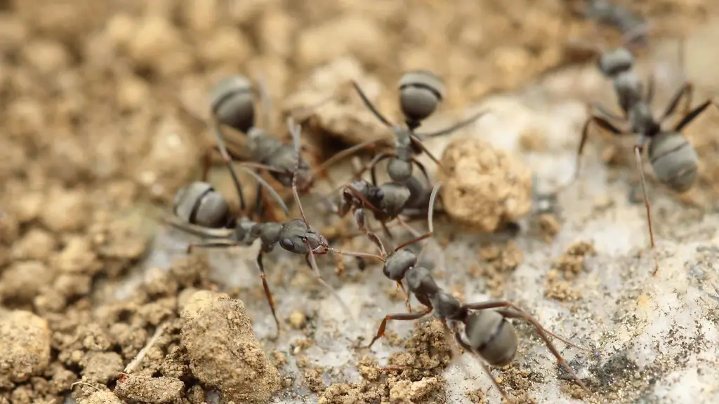 Combien de fourmis faut-il pour tuer un humain