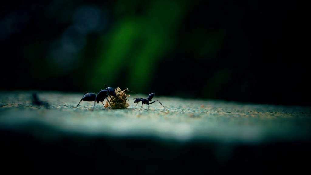 What does ants look like up close?