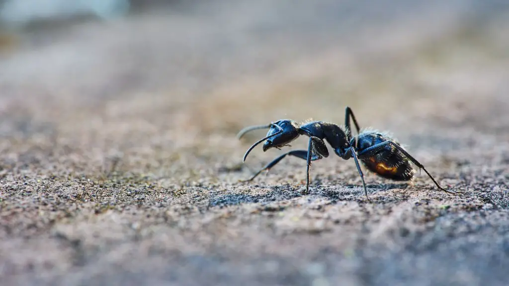 Can Cornmeal Kill Ants