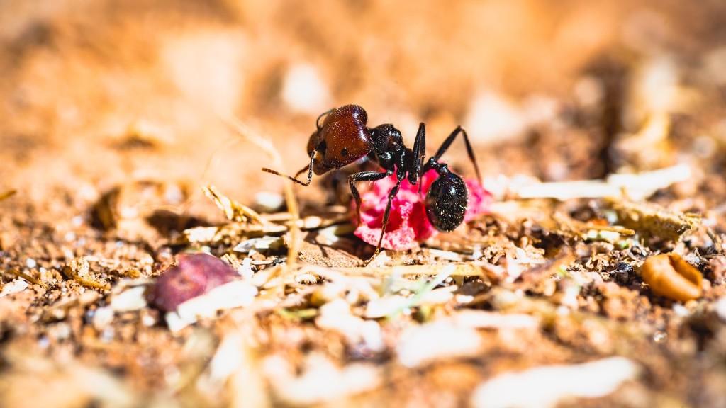 Как убить муравьев в горшечных растениях