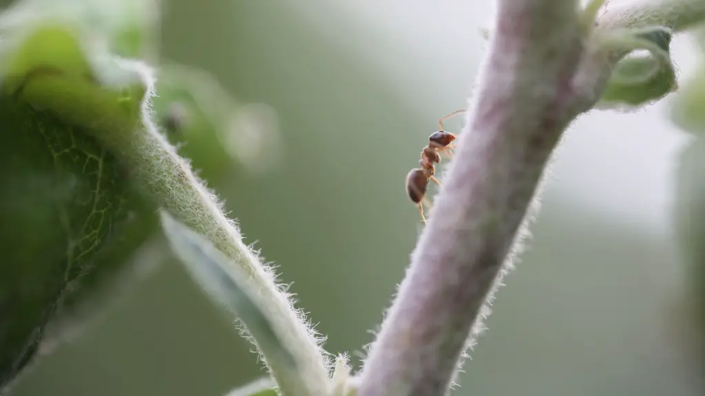 如何自然消灭花园里的蚂蚁