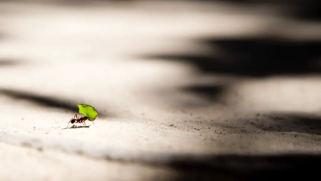 Comment se débarrasser des fourmis charpentières dans les murs ?