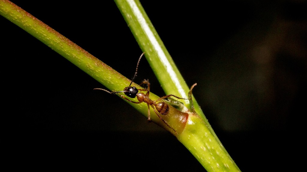 Πόσο χρονών είναι τα μυρμήγκια