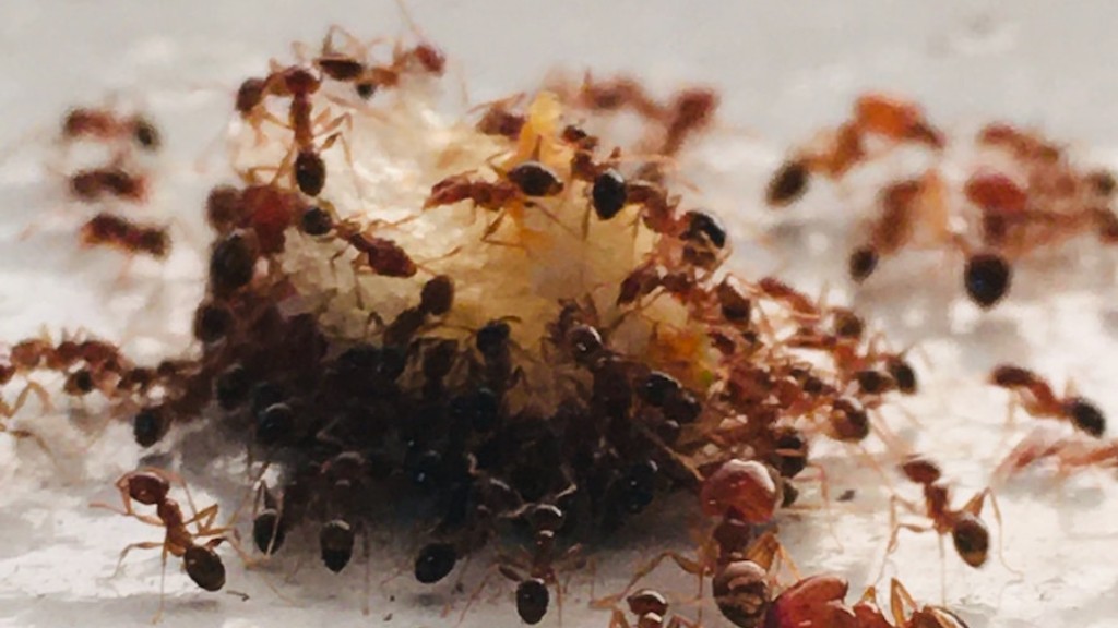 Cómo deshacerse de las hormigas en los adoquines