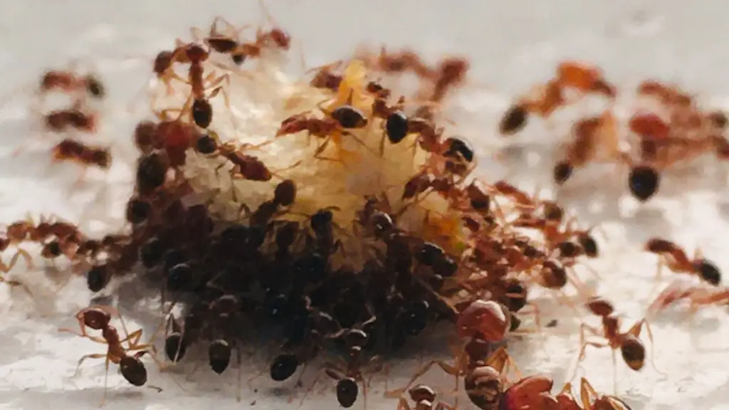 How fast do flies fly?