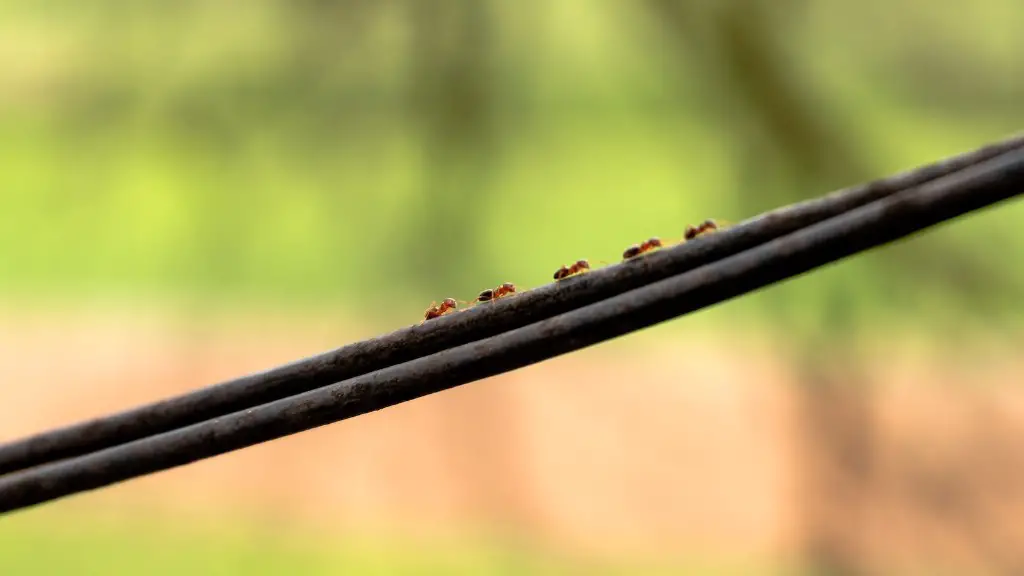 What kills ants instantly?