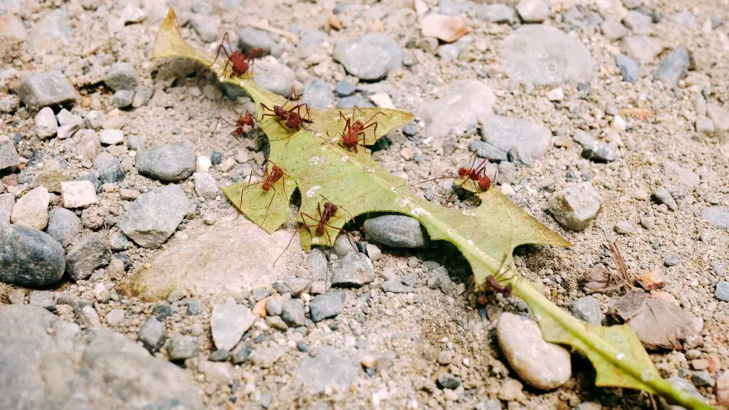 How To Get Rid Of Sugar Ants In Your Car